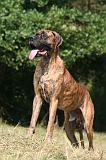 DOGUE ALLEMAND 961